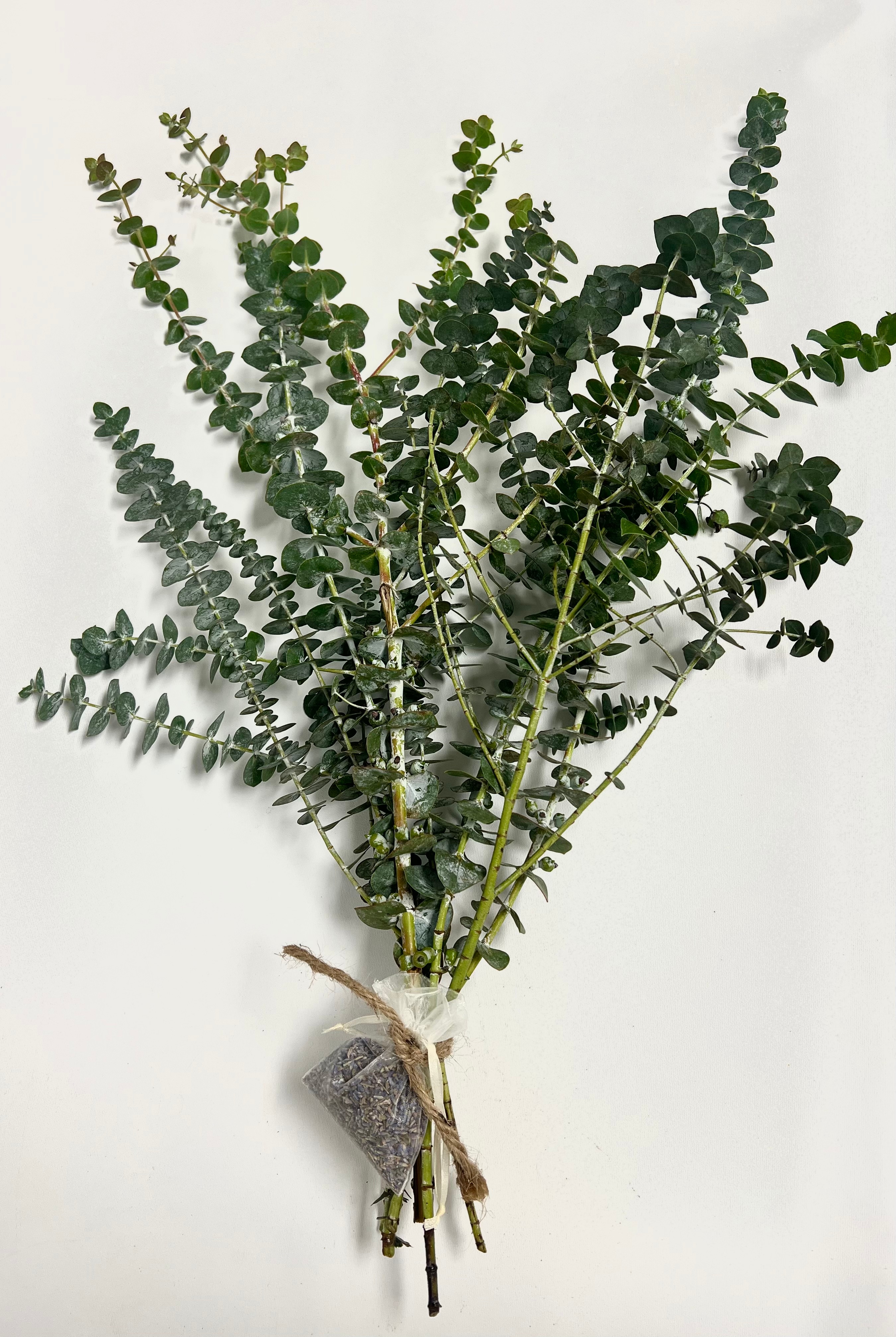 Spiral Eucalyptus bundle